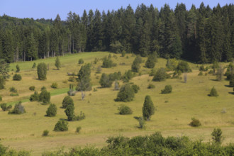Landscape, nature, trees, meadow, juniper heath, Digelfeld near Hayingen, Swabian Alb,