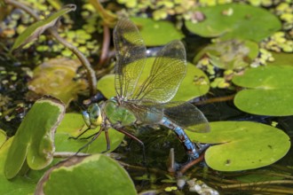 Emperor dragonfly, blue emperor (Anax imperator, Anax formosa) female with blue abdomen laying eggs