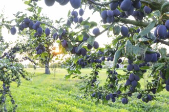 Plum tree in summer with ripe fruit and radiant sun star