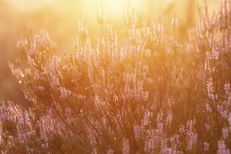 Bell heather (Erica tetralix) in the Lüneburg Heath in the yellow-red morning light at sunrise
