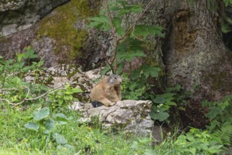 Adult marmot on the alpine meadow in front of the burrow on the Königsbachalm near Berchtesgaden