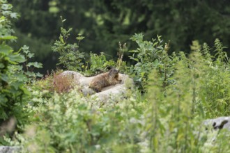 Marmot on the alpine meadow in front of the den on the Königsbachalm near Berchtesgaden