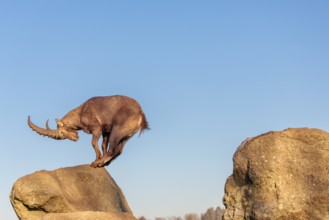A male ibex (Capra ibex) leaps from rock to rock in the warm evening light. A blue sky can be seen