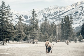 Wildlife on a winter road trip on the Icefields Parkway with lots of snow and ice, Banff National
