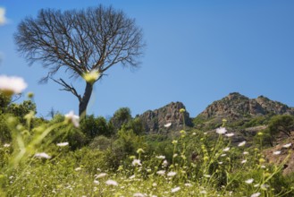 Rocher du roquebrune, Roquebrune-sur-Argens, near Saint-Raphaël, Massif de l'Esterel, Esterel