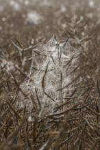 Spider webs with dewdrops on rape field in backlight, illuminated by morning sun, Liederbach,