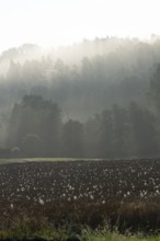Spider webs with dewdrops on rape field in backlight, illuminated by sun through early morning fog