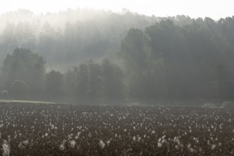 Spider webs with dewdrops on rape field in backlight, illuminated by sun through early morning fog