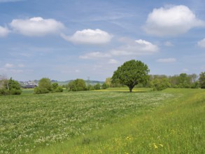 English oak (Quercus robur), leaf budding in front of a blue cloudy sky, Freiamt, Canton Aargau,