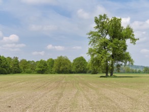 A group of English oaks (Quercus robur), standing in a field during leaf emergence, Siebeneichen