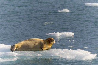 Bearded seal (Erignathus barbatus) on an ice floe, Lillienhöökbreen, Spitsbergen