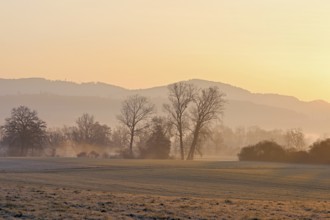 Meadows and trees in the early morning mist in the light of the rising sun, Reusstal, Aristau,