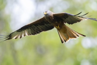 Red kite (Milvus milvus) flying in a forest in early summer, Bavaria, Germany