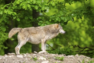 Eastern wolf (Canis lupus lycaon) standing on a little hill, Bavaria, Germany