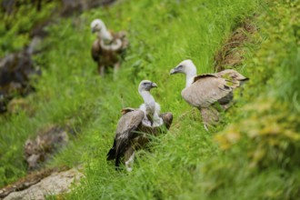 Eurasian griffon vulture (Gyps fulvus) on a meadow, Bavaria, Germany