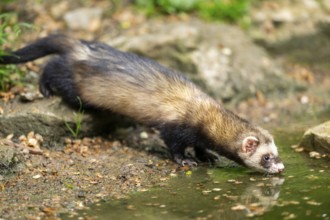 Ferret (Mustela putorius furo) on the edge of a little lake, Bavaria, Germany