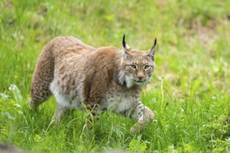 Eurasian lynx (Lynx lynx) walking in the grass, Bavaria, Germany