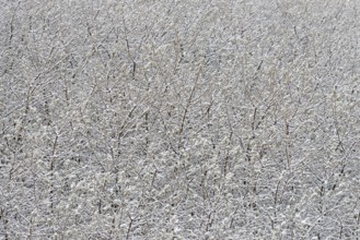 Winter day, onset of winter, snow lies on the bushes in the dune landscape of Norddeich, North Sea,