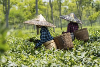 Tea estate workers plucking tea leafs using umbrellas at a tea estate during a hot summer day, in