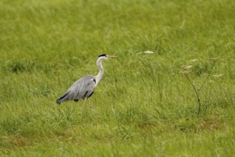 Grey heron (Ardea cinerea), Vulkaneifel, Rhineland-Palatinate, Germany