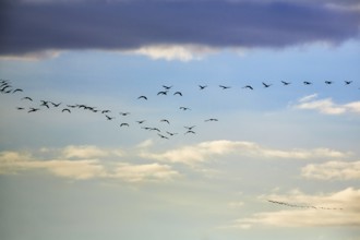 Cranes flying, grey crane (Grus grus), bird migration, evening sky, Rehdener Geestmoor, Diepholzer