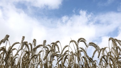 Wheat with ripe ears, Naumburg, 26.07.2025