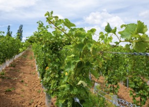 Wickerer vineyards at the Flörsheimer Warte, Hesse, Germany