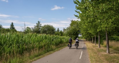 Cyclist on a cycle path between corn fields and trees along the route between Frankfurt am Main and