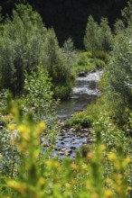 Bottrop, North Rhine-Westphalia, Germany - Renaturalised Boye, the tributary of the Emscher, was