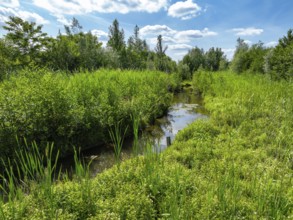 Bottrop, North Rhine-Westphalia, Germany - Renaturalised Boye, the tributary of the Emscher, was