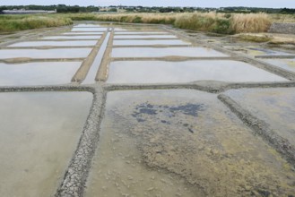 Seawater salt pans, Guerande, Loire-Atlantique, Pays de la Loire, Brittany, France