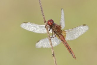 Scarlet Dragonfly (Crocothemis erythraea), male with dewdrops, North Rhine-Westphalia, Germany