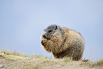 Alpine marmot (Marmota marmota), Hohe Tauern National Park, Austria