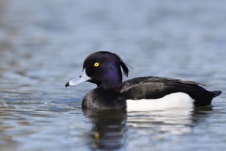 Tufted Duck (Aythya fuligula), drake, swimming, North Rhine-Westphalia, Germany