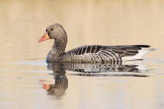 Greylag goose (Anser anser), swimming, North Rhine-Westphalia, Germany