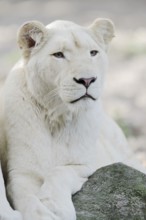 White lion (Panthera leo), female, portrait, captive