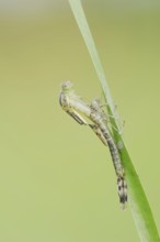 Willow Emerald Damselfly (Chalcolestes viridis) hatching, hatching, larva, dragonfly larva, North