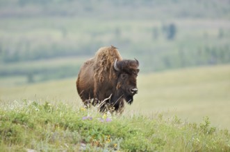 American Bison (Bos bison), female, Alberta, Canada