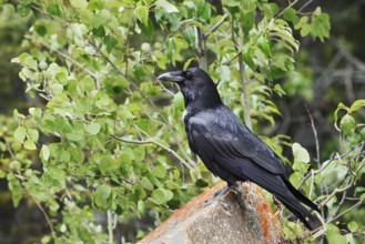 Raven (Corvus corax) sitting on a rock, Banff National Park, Alberta, Canada