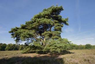 Scots pine or Scots pine (Pinus sylvestris) in heathland, Westruper Heide, North Rhine-Westphalia,