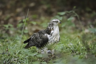 Honey buzzard (Pernis apivorus), North Rhine-Westphalia, Germany