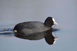 Eurasian Coot (Fulica atra) swimming, North Rhine-Westphalia, Germany