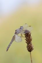 Scarlet Dragonfly (Crocothemis erythraea), female with dewdrops, North Rhine-Westphalia, Germany