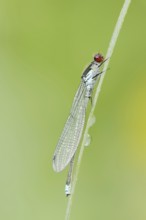 Red-eyed Damselfly (Erythromma najas), male, North Rhine-Westphalia, Germany