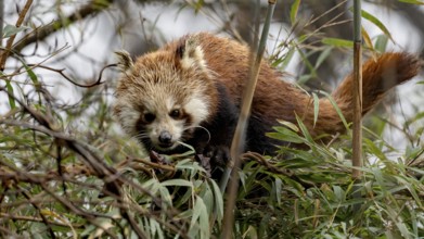 Western Red panda (Ailurus fulgens), feeding on bamboo, Singalila National Park, Gairibas, Jamuna,