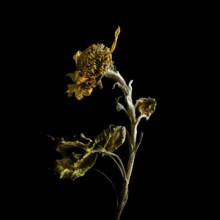 Dried sunflower reveals intricate details against dark background highlighting beauty of decay