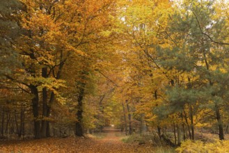 Autumn forest in bright colours, Raunheim, Hesse, Germany