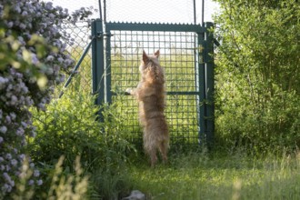 Small dog, Podengo Português, rough coat, standing at garden gate, Liederbach, Dillendorf,