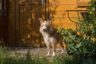 Podengo Português, rough coat, standing on wooden terrace in the sun in front of garden house,