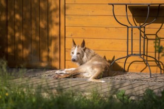 Podengo Português, rough coat, lying on wooden terrace in the sun, Liederbach, Dillendorf,